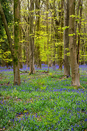 Ashford Bluebells