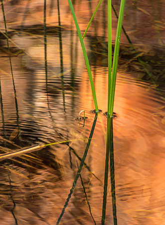 Weano Gorge, Reflections II