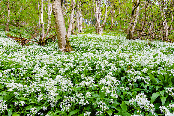 Garlic Forest