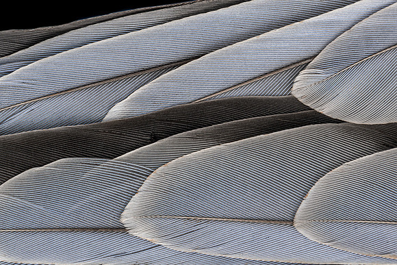 Flights of Beauty: Silver Gull I