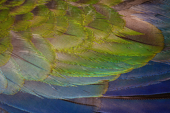 Flights of Beauty:  Crimson Rosella (Juvenile)