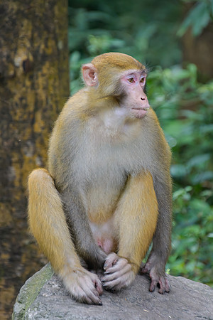 Monkey, Zhangjiajie National Forest Park