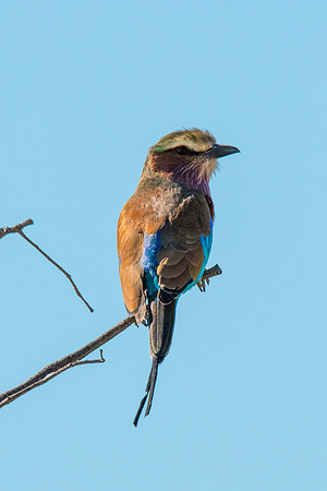 Lilac-breasted Roller