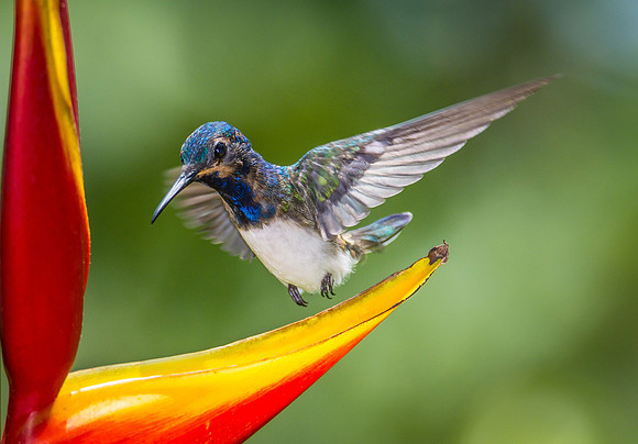 White-necked Jacobin