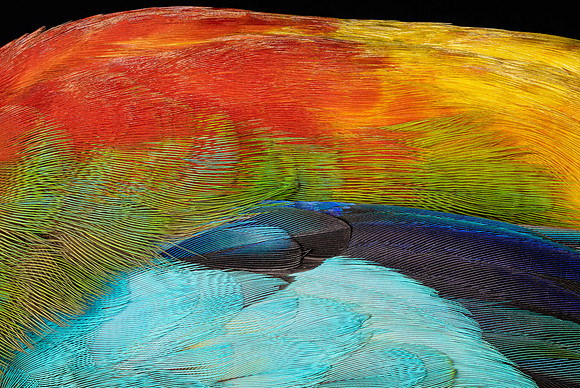 Flights of Beauty: Scarlet-Chested Parrot I