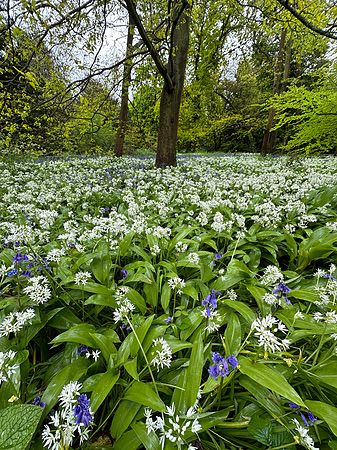 Kew Gardens
