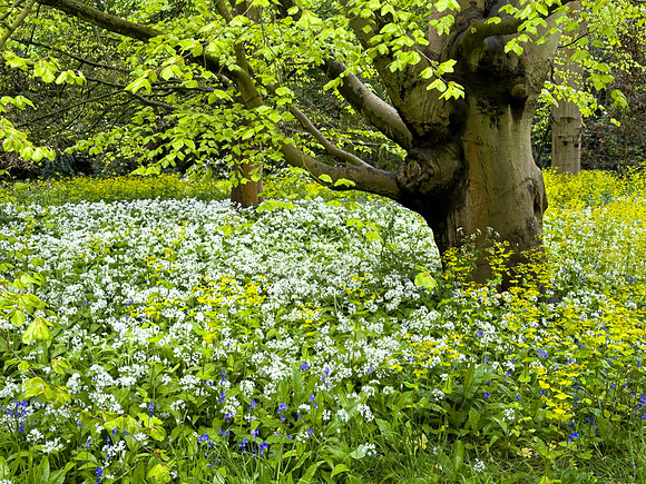 Kew Gardens
