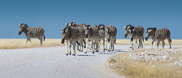 Burchell's Zebra