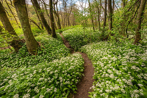 Wild Garlic, Gunnerside