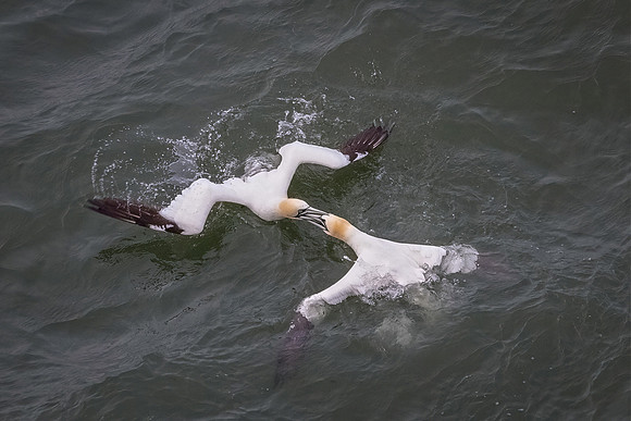 Gannet Dance, Bempton Cliffs RSBP