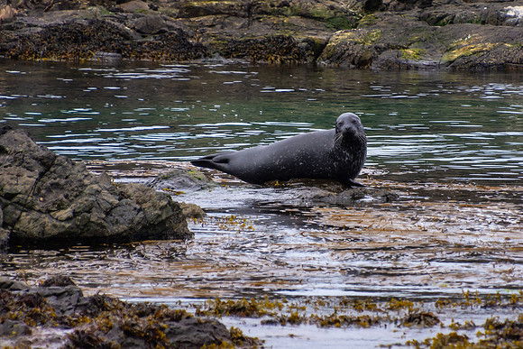 Dunseverick Harbour