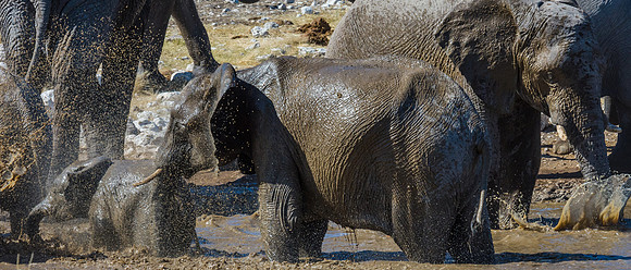 African Elephant