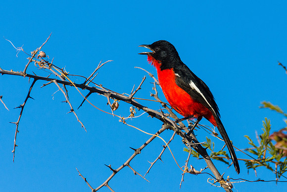 Crimson-breasted Shrike
