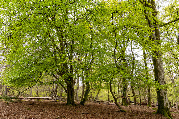New Forest, Spring