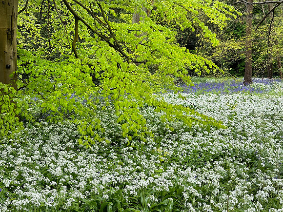 Kew Gardens