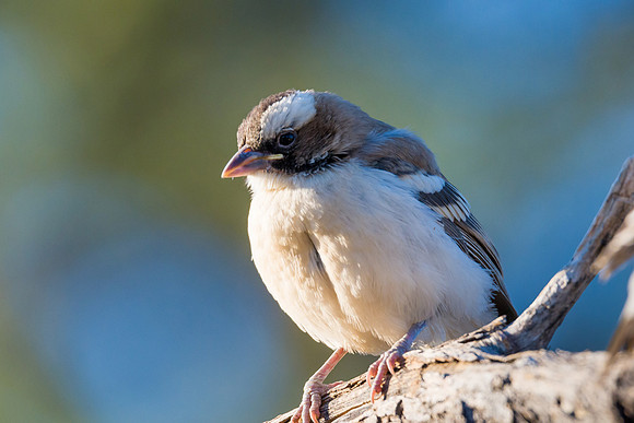 White-browed Sparrow Weaver