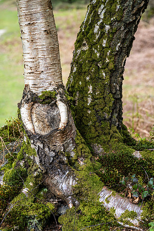 New Forest, Spring