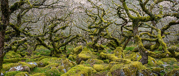Wistman's Wood