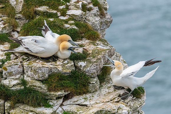 Gannets 3