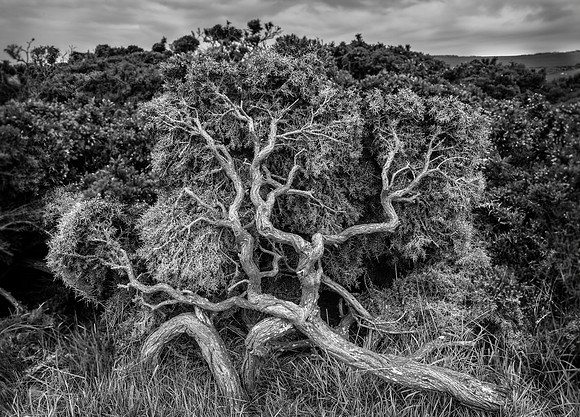 Gorse at Bamburgh