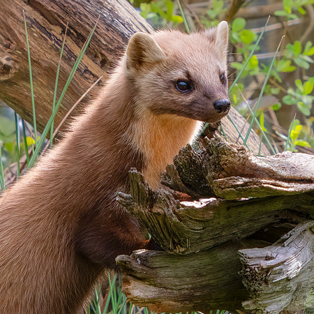 Pine Marten