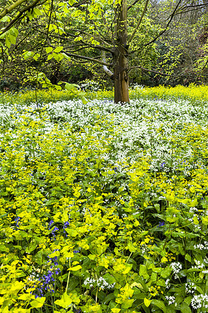 Kew Gardens