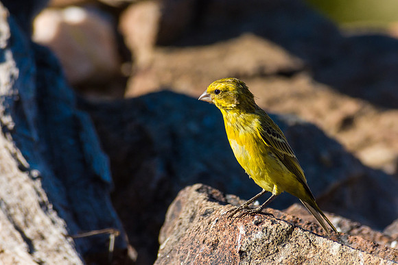 Yellow Canary