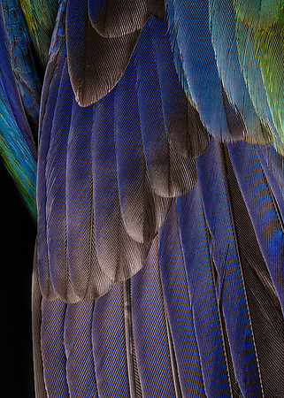 Flights of Beauty:  Crimson Rosella (Juvenile)