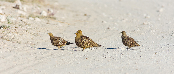 Namaqua Sandgrouse